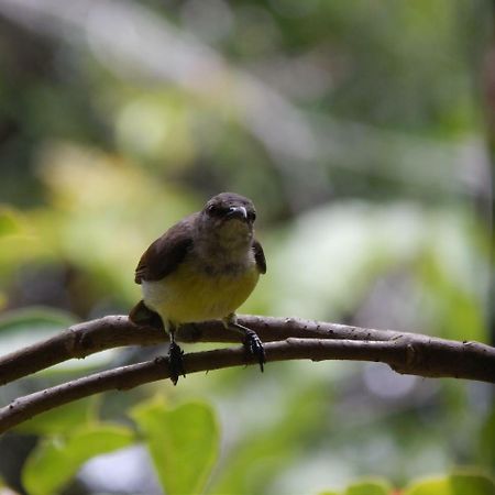 Nenasilu - Sri Lankan Villa Hapugala Bagian luar foto